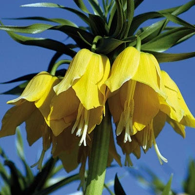Yellow Crown Imperial 6 Yellow Crown Imperial - Image 4