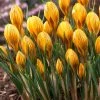 Fuscotinctus Snow Crocus -Outdoor Garden Care Shop fuscotinctus snow crocus