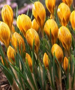 Fuscotinctus Snow Crocus