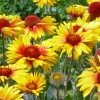 Amber Wheels Gaillardia -Outdoor Garden Care Shop gaillardia aristida amber wheels 3
