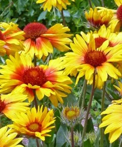 Outdoor Garden Care Shop 25 Amber Wheels Gaillardia