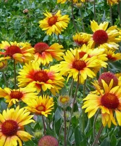 Outdoor Garden Care Shop -Outdoor Garden Care Shop gaillardia aristida amber wheels cc