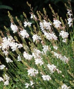Intermountain Beauty Gaura