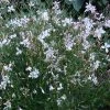Snow Fountain Gaura 2 Snow Fountain Gaura -Outdoor Garden Care Shop gaura snow fountain 003 plant haven