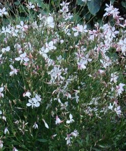 Snow Fountain Gaura