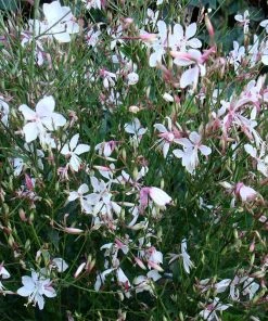 Snow Fountain Gaura -Outdoor Garden Care Shop gaura snow fountain plant haven
