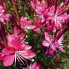 Whiskers Deep Rose Gaura -Outdoor Garden Care Shop gaura whiskers deep rose 2 1