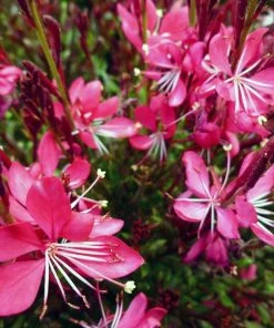 Whiskers Deep Rose Gaura