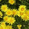 Colorado Gold® Gazania -Outdoor Garden Care Shop gazania linearis colorado gold treassure flower