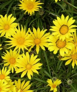 Colorado Gold® Gazania