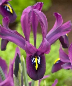 George Specie Iris (Mini Iris) 9 George Specie Iris (Mini Iris) -Outdoor Garden Care Shop george mini iris specie iris purple