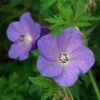 Johnson's Blue Geranium -Outdoor Garden Care Shop geranium johnsons blue paul drobot
