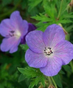 Johnson's Blue Geranium