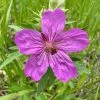 Sticky Geranium -Outdoor Garden Care Shop geranium viscosissimum 1
