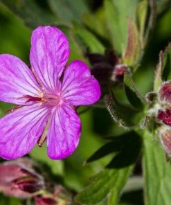 Sticky Geranium -Outdoor Garden Care Shop geranium viscosissimum 3