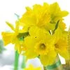 Gigantic Star Large Cupped Daffodil -Outdoor Garden Care Shop gigantic star daffodil narcissus cropped