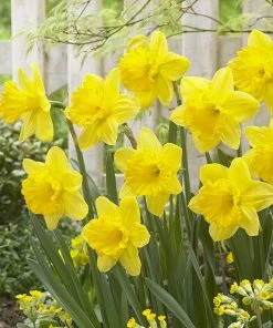 Gigantic Star Large Cupped Daffodil -Outdoor Garden Care Shop gigantic star daffodil narcissus cropped 1