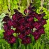 Espresso Gladiolus -Outdoor Garden Care Shop gladiolus espresso flwoer blooms garden