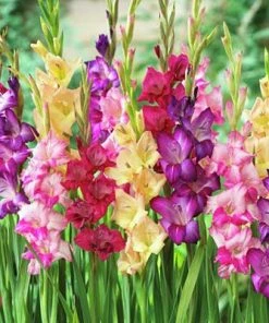 Rainbow Gladiolus Mix -Outdoor Garden Care Shop gladiolusmix4 1