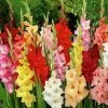 Rainbow Gladiolus Mix 1 Rainbow Gladiolus Mix -Outdoor Garden Care Shop gladiolusmix5 1