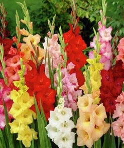 Rainbow Gladiolus Mix