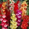 Parrot Gladiolus Mix 2 Parrot Gladiolus Mix -Outdoor Garden Care Shop gladiolusparrotmix1 1