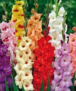 Rainbow Gladiolus Mix -Outdoor Garden Care Shop gladiolusrainbowmix 3