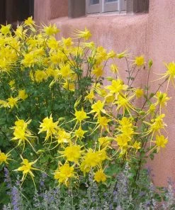 Golden Spur Columbine