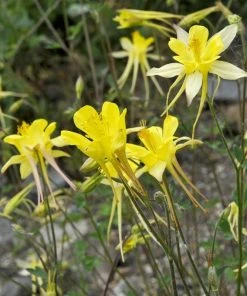 Golden Spur Columbine -Outdoor Garden Care Shop golden spur columbine aquilegia
