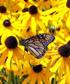 Goldsturm Black Eyed Susan 10 Goldsturm Black Eyed Susan -Outdoor Garden Care Shop goldstrum black eyed susan 1