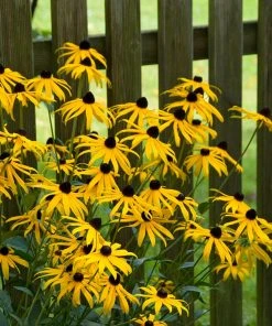 Goldsturm Black Eyed Susan 11 Goldsturm Black Eyed Susan -Outdoor Garden Care Shop goldstrum black eyed susan 2
