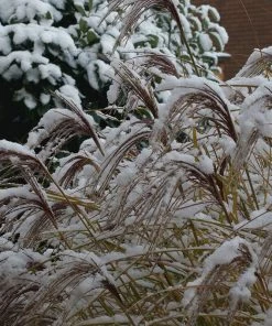 Gracillimus Miscanthus Grass -Outdoor Garden Care Shop gracillimus miscanthus grass