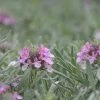 Gray Creeping Germander (Teucrium) -Outdoor Garden Care Shop gray creeping germander 1
