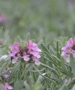 Gray Creeping Germander (Teucrium)