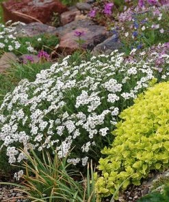 Greek Yarrow 7 Greek Yarrow -Outdoor Garden Care Shop greek yarrow garden