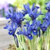 Harmony Specie Iris (Mini Iris) -Outdoor Garden Care Shop harmony mini iris specie iris 1