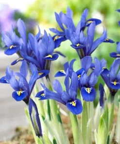 Wildflower Iris Bulb Collection -Outdoor Garden Care Shop harmony mini iris specie iris 1 1