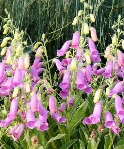 Spanish Peaks® Foxglove -Outdoor Garden Care Shop hblvz51 digitalis thapsi spanish peaks 3