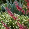 Glowing Embers® Agastache -Outdoor Garden Care Shop hcg agastache glowing embers agave havardiana melampodium 1 1