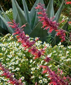 Glowing Embers® Agastache
