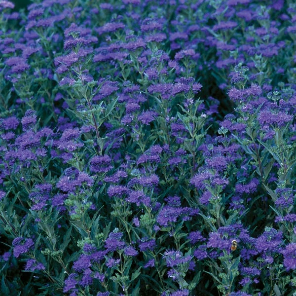 First Choice Caryopteris 4 First Choice Caryopteris - Image 2