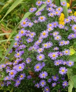 Native Dry Area Wildflower Seed Mix -Outdoor Garden Care Shop hcg dry area mix aster