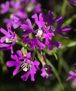 Native Dry Area Wildflower Seed Mix -Outdoor Garden Care Shop hcg dry area mix deer horn clarkia