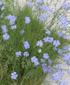 Native Dry Area Wildflower Seed Mix -Outdoor Garden Care Shop hcg dry area mix flax