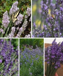 Long Blooming Lavender Collection 12 Long Blooming Lavender Collection -Outdoor Garden Care Shop hcg fy 23 spring long blooming lavender collection 4 19 23