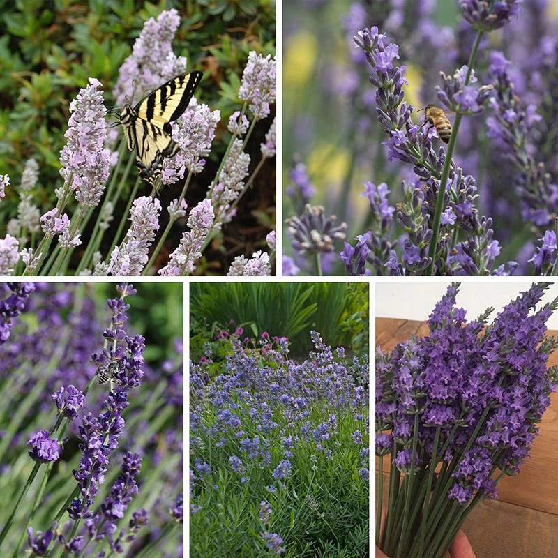 Long Blooming Lavender Collection 7 Long Blooming Lavender Collection - Image 5