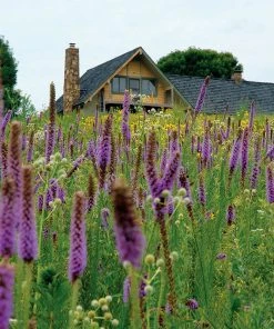 High Country Meadow Native Wildflower Seed Mix