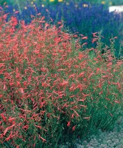 Pineleaf Penstemon 9 Pineleaf Penstemon -Outdoor Garden Care Shop hcg penstemon pinifolius pineleaf beardtongue 75760