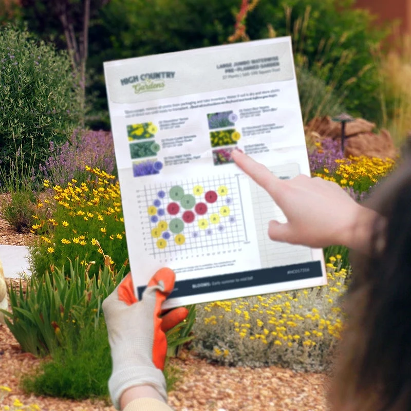 Butterfly Paradise Pre-Planned Cottage Garden 11 Butterfly Paradise Pre-Planned Cottage Garden - Image 9