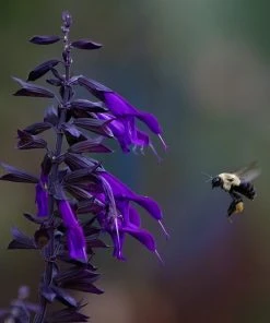 Outdoor Garden Care Shop 29 Amistad Salvia